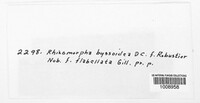 Rhizomorpha byssoidea image